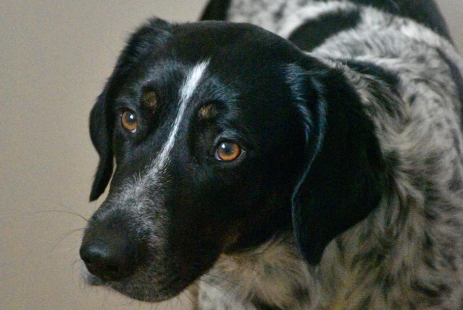 Vermisstmeldung Hund rassenmischung Männliche , 4 jahre Saint-Génies-de-Malgoirès Frankreich