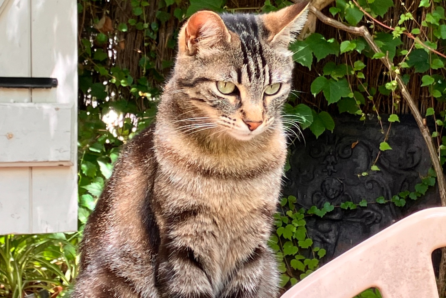 Disappearance alert Cat Female , 3 years Lacroix-Falgarde France