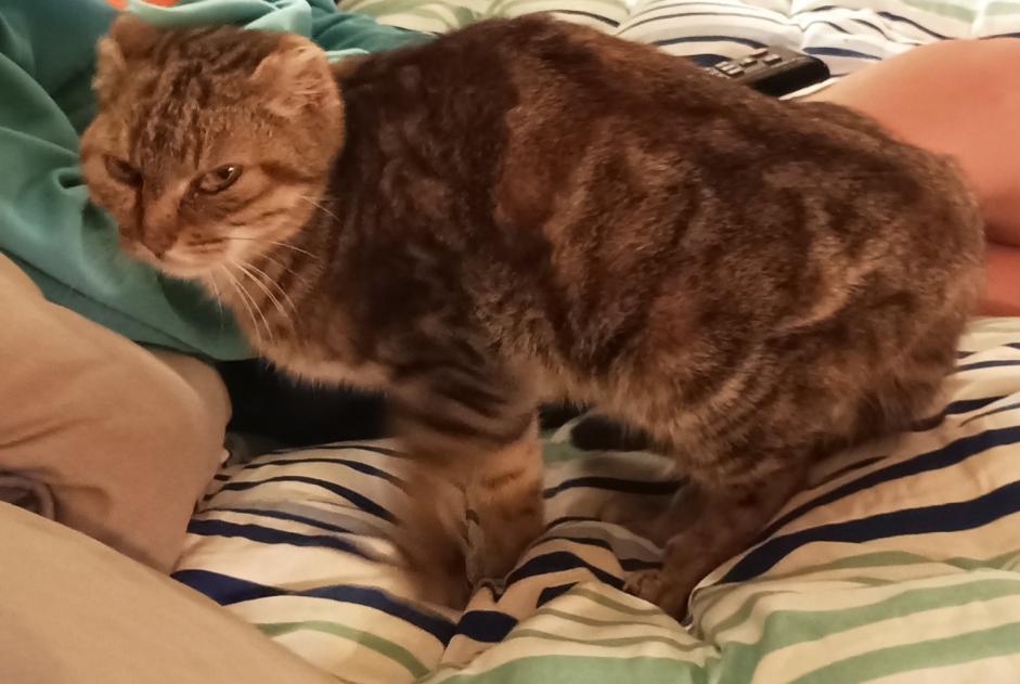 Alerta de Hallazgo Gato Hembra Plouër-sur-Rance Francia