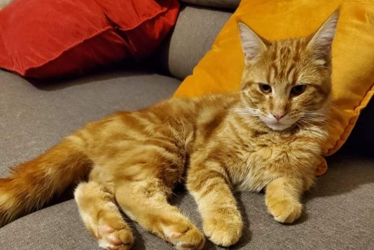 Alerte Disparition Chat Mâle , 1 ans Troyes France