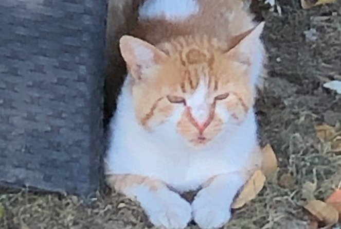 Alerte Disparition Chat Mâle , 3 ans Saint-Priest France