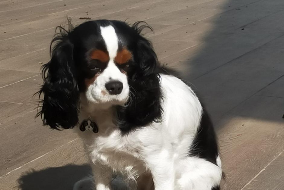 Alerte Disparition Chien  Femelle , 7 ans Vénissieux France