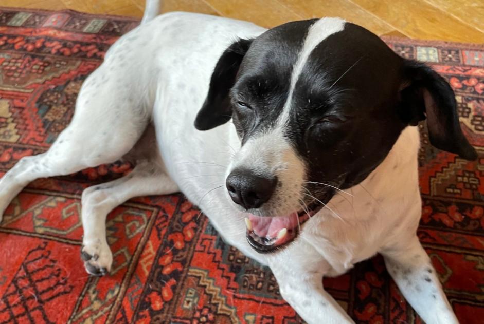 Alerte Découverte Chien croisement Femelle Issy-les-Moulineaux France