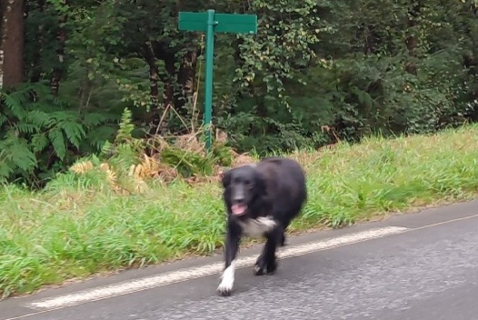 Avviso Ritrovamento Cane Non conosciuta Plouaret Francia