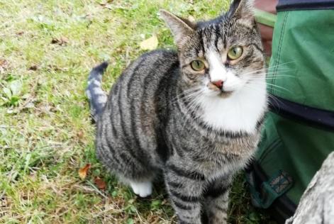 Avviso scomparsa Gatto  Femmina , 4 anni Niergnies Francia