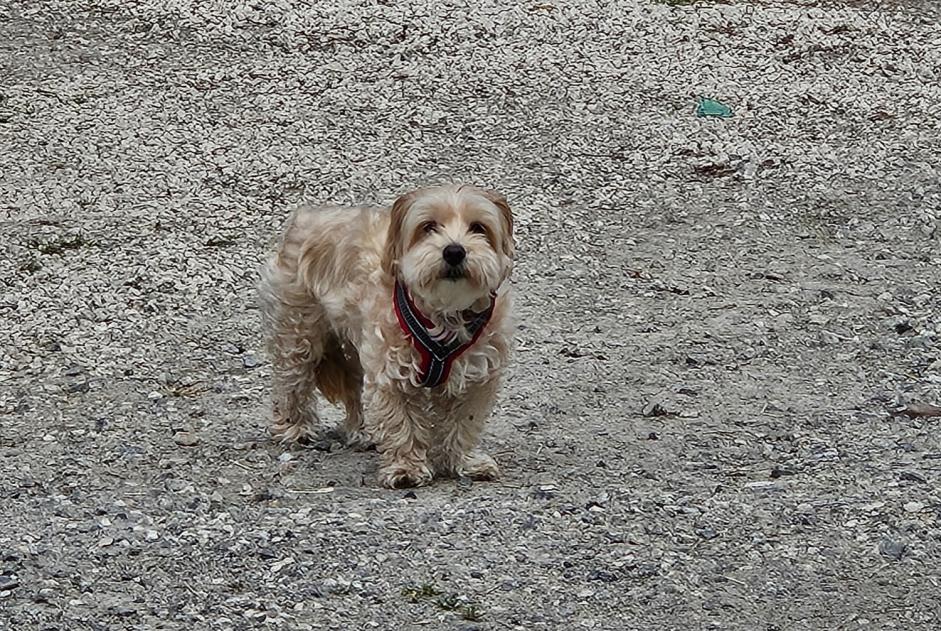 Ontdekkingsalarm Hond Onbekend , 9 jaar Eaunes Frankrijk
