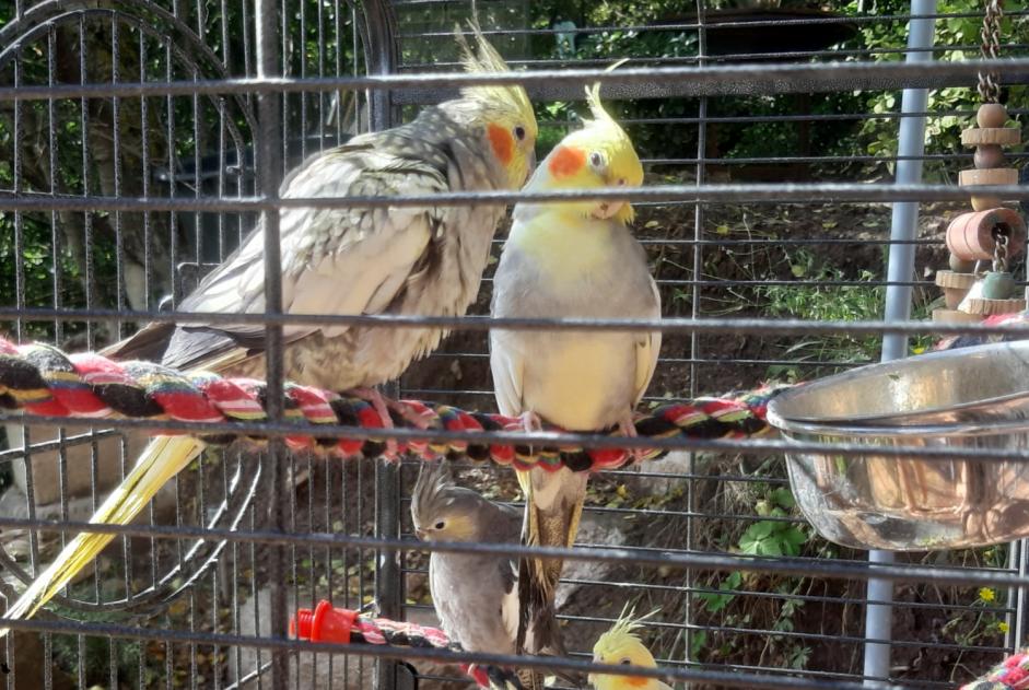 Verdwijningsalarm Vogel Mannetje , 2024 jaar Montlaur Frankrijk