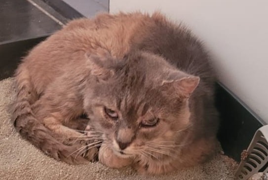 Alerta desaparecimento Gato Macho , 13 anos Paris France